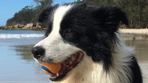 2019-Hallie_with_ball_in_mouth